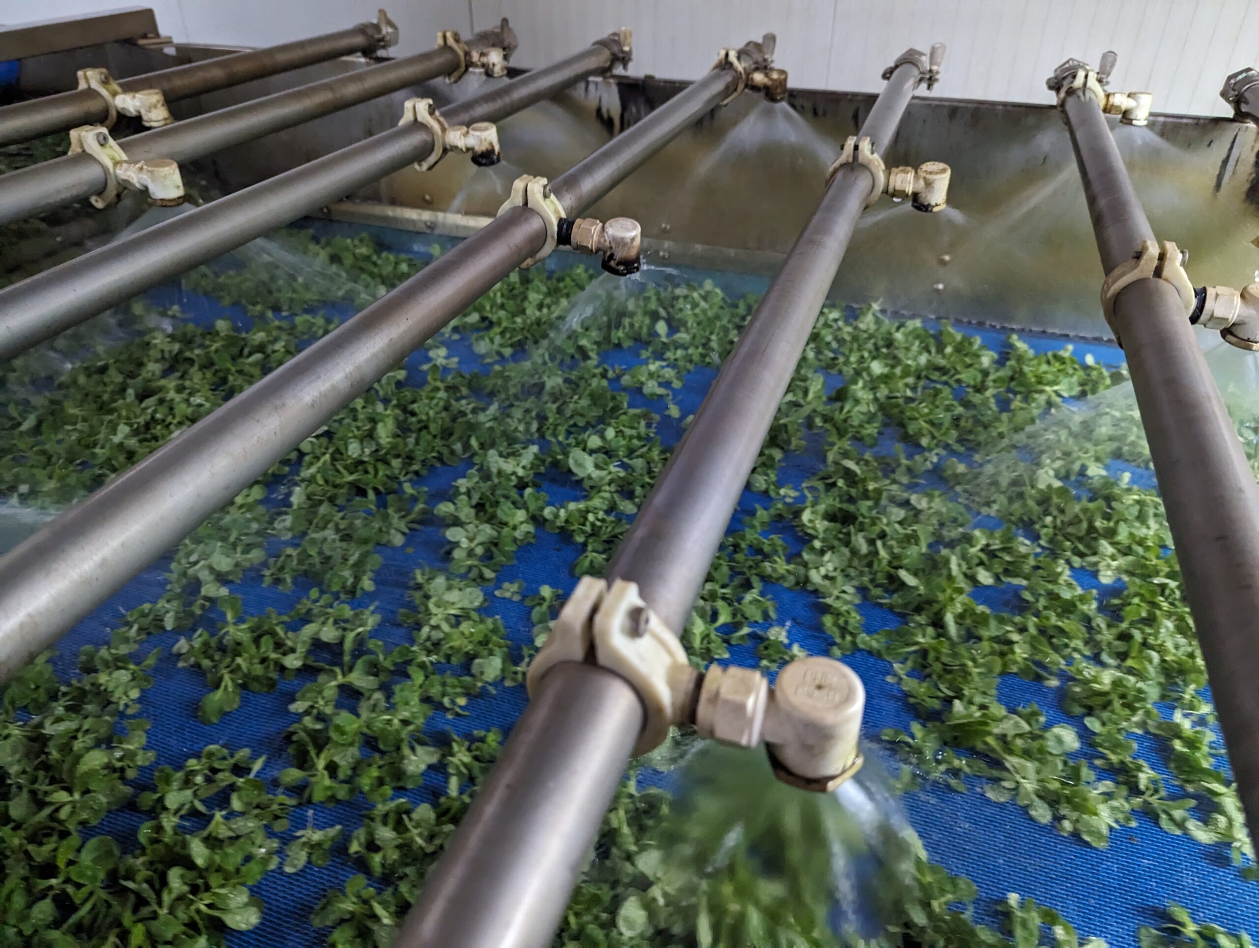Scopri di più sull'articolo 🥗 Scopri i segreti dell’insalata Valeriana prodotta col metodo integrato! 🌿