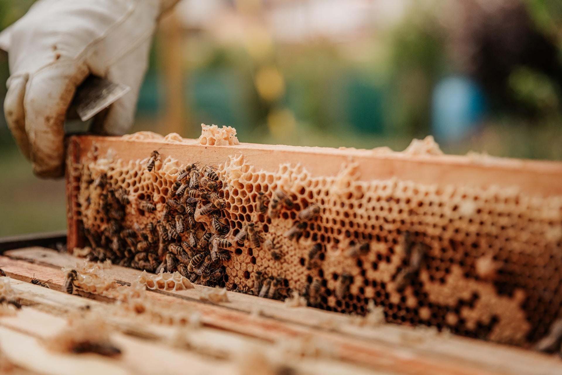 Scopri di più sull'articolo Il management integrato dei pesticidi: la strategia del governo italiano