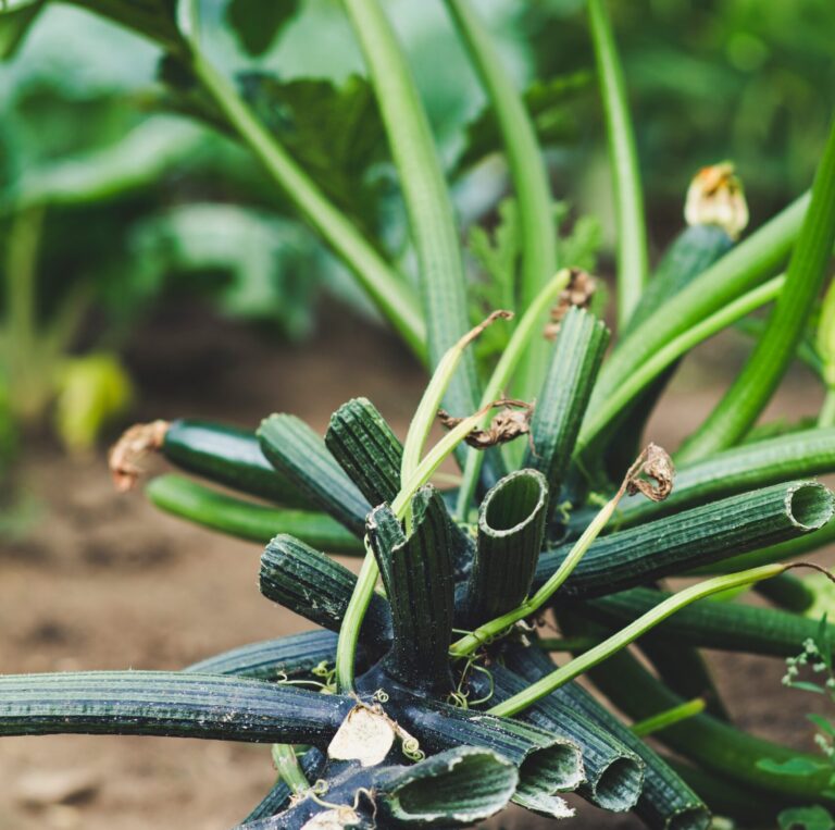 Scopri di più sull'articolo Zucchino, soluzioni efficaci con la difesa integrata