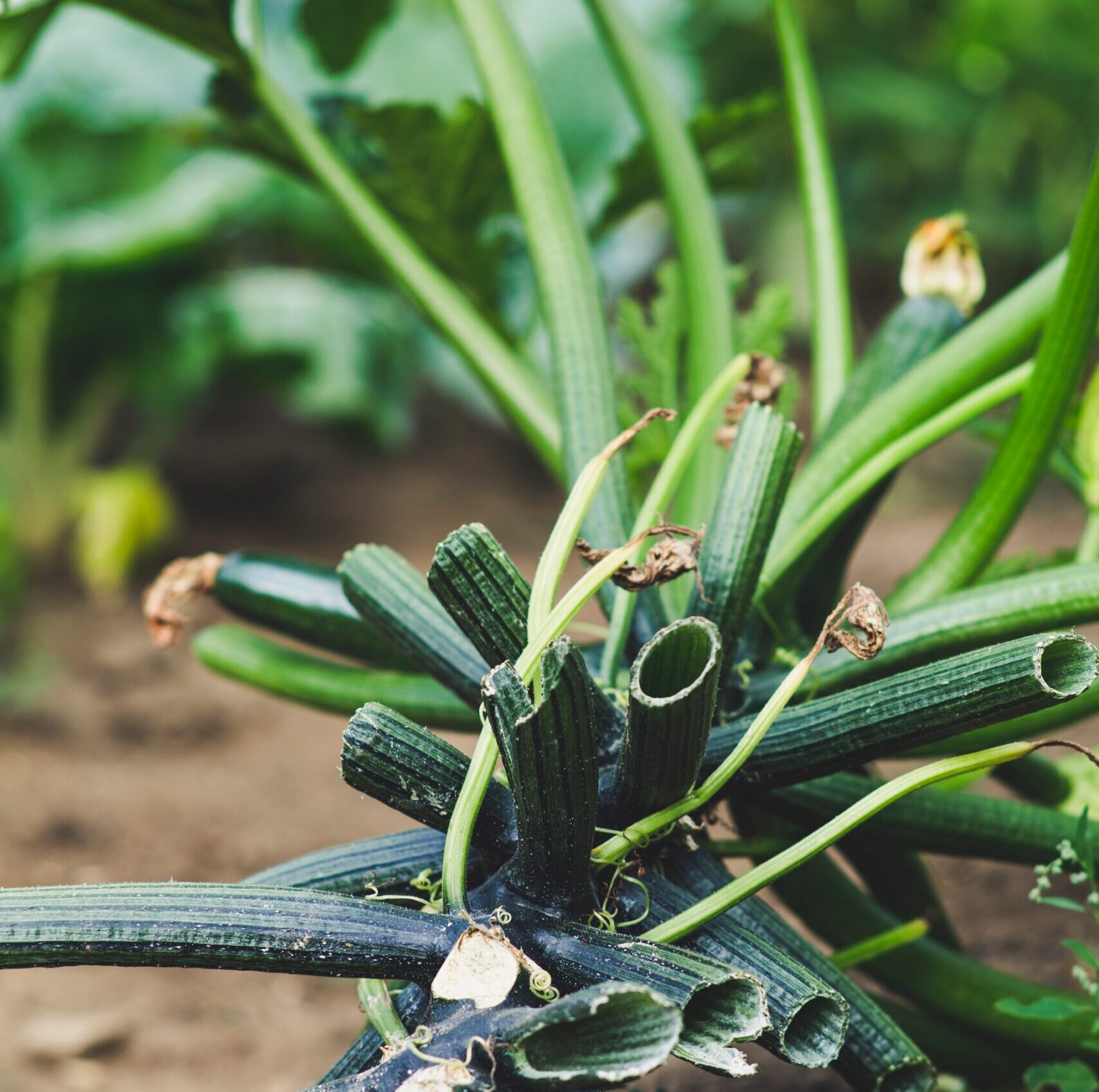Scopri di più sull'articolo Zucchino, soluzioni efficaci con la difesa integrata