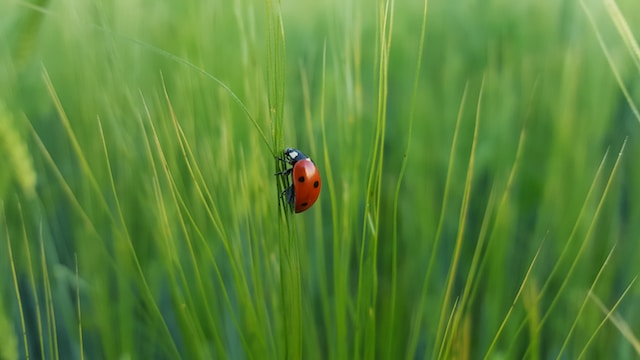 martin-oslic-Qi93Pl5vDRw-unsplash